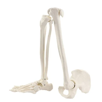 Медицинская анатомическая модель нижних конечностей человека Анатомия скелета Кость ноги в натуральную величину с бедренной бедренной костью стопы Медицинский инструмент обучения