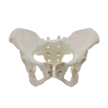 Женская модель таза в натуральную величину, Модель бедра - Модель женской анатомии, Модель таза тазовой кости Женская анатомическая модель