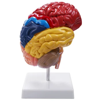 Анатомическая модель головного мозга Анатомия 1:1 Половина мозга Ствол мозга Учебные лабораторные принадлежности